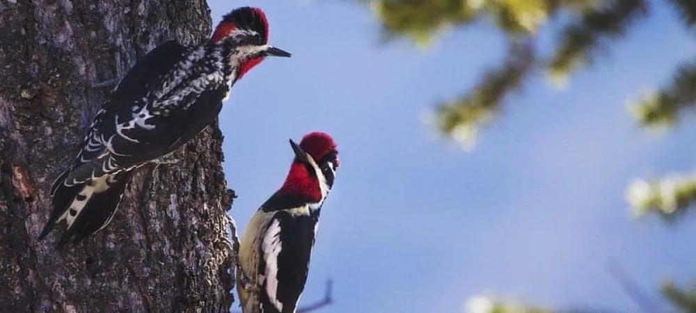 Red-naped Sapsucker