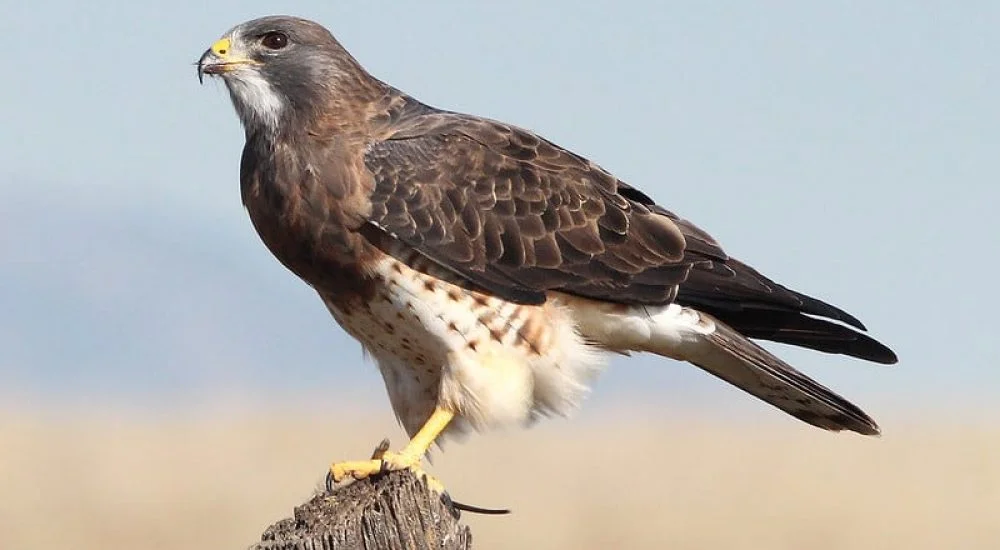 Hawks in Minnesota (9 Species with Pictures) Wild Bird World