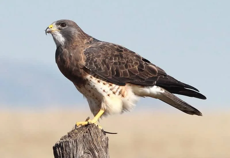 Swainson’s Hawk