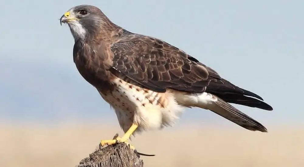 Hawks in Minnesota (9 Species with Pictures) Wild Bird World