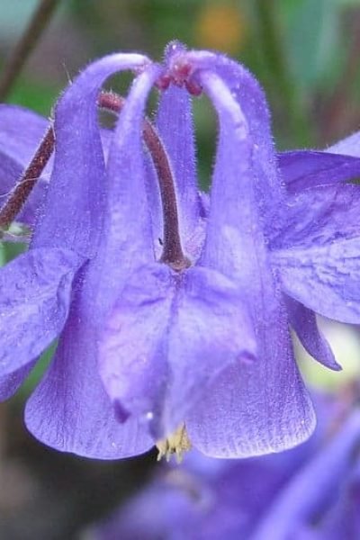 Columbine plant