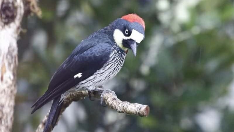 Acorn Woodpecker