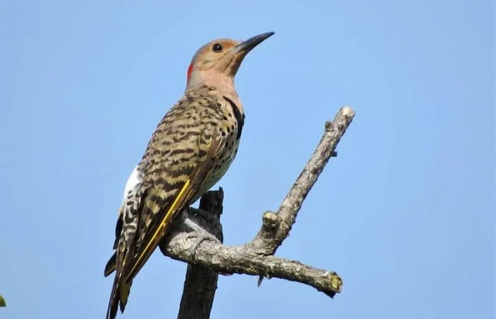 Woodpeckers in Michigan (9 Species with Pictures) - Wild Bird World