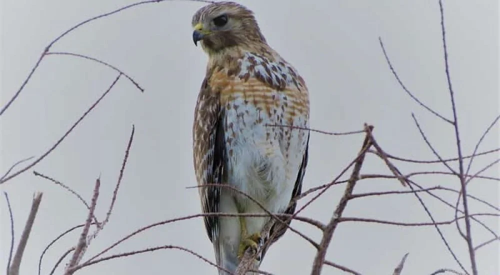 Hawks in Pennsylvania (8 Species with Pictures) Wild Bird World