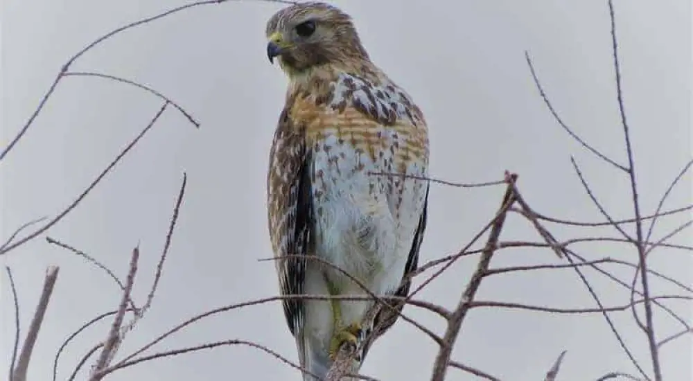 Red-Shouldered Hawk