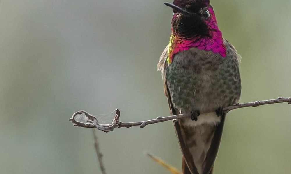 Anna’s Hummingbird