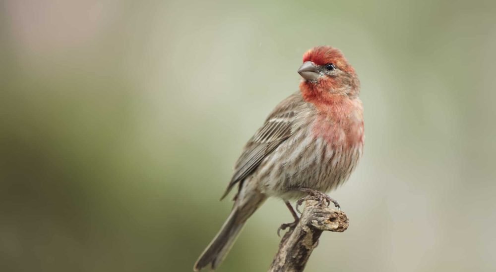 house finch