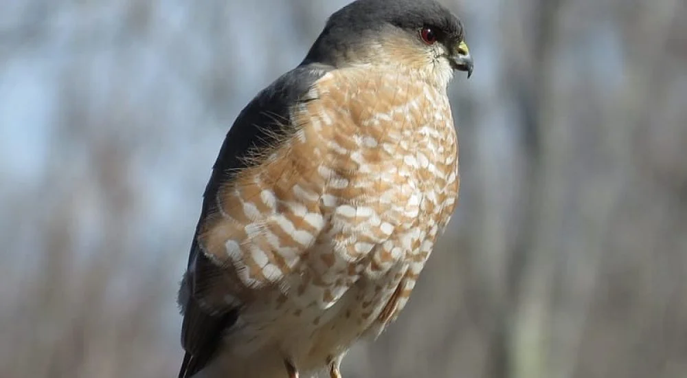 Hawks In Ohio (8 Species with Pictures) - Wild Bird World