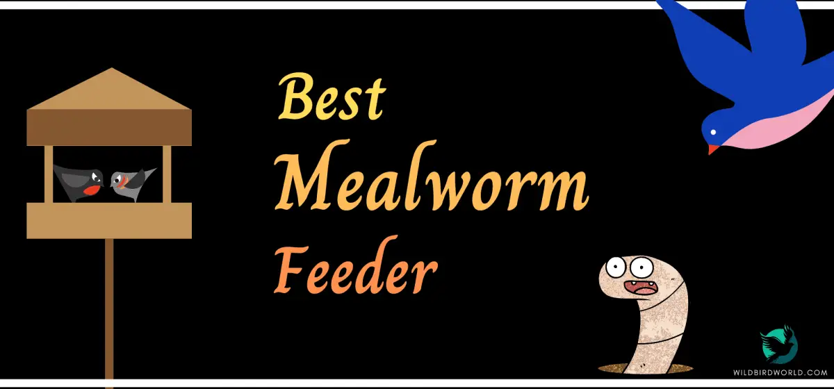 best meal worm feeder