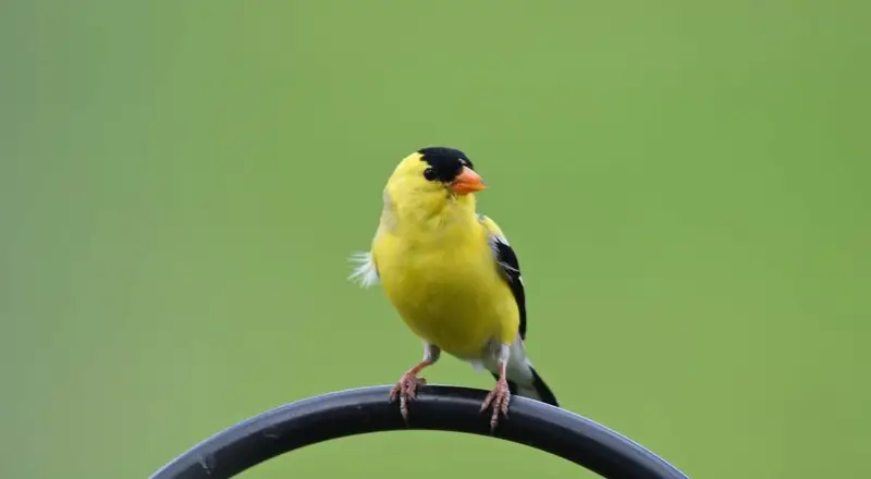 American Goldfinch American Goldfinch