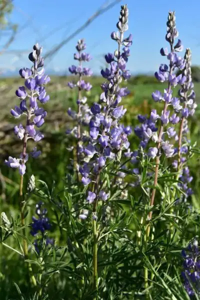 lupine