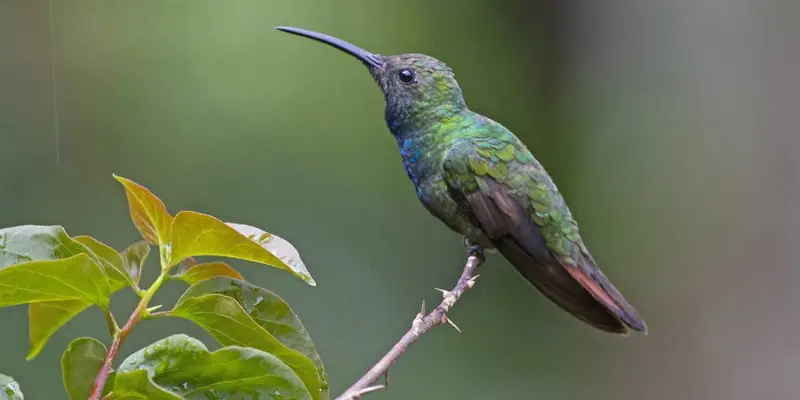 Green-breasted Mango
