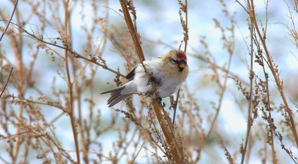 Hoary Redpoll