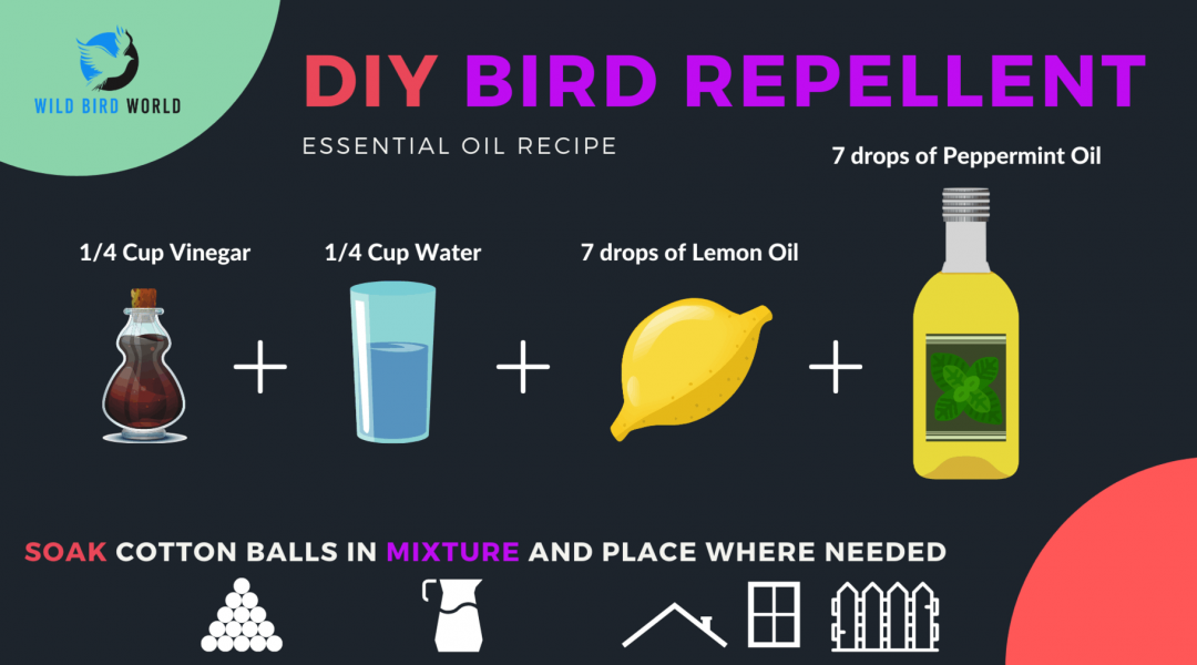what smells repel birds DIY repellent