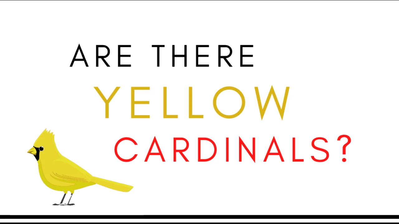 are there yellow cardinals?