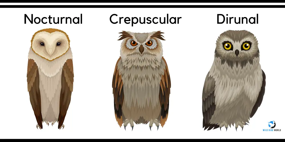 Types of owl