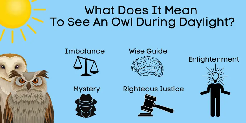 what does it mean to see an owl during daylight