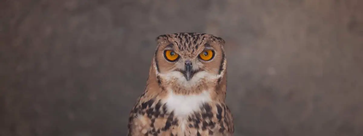 arizona owl