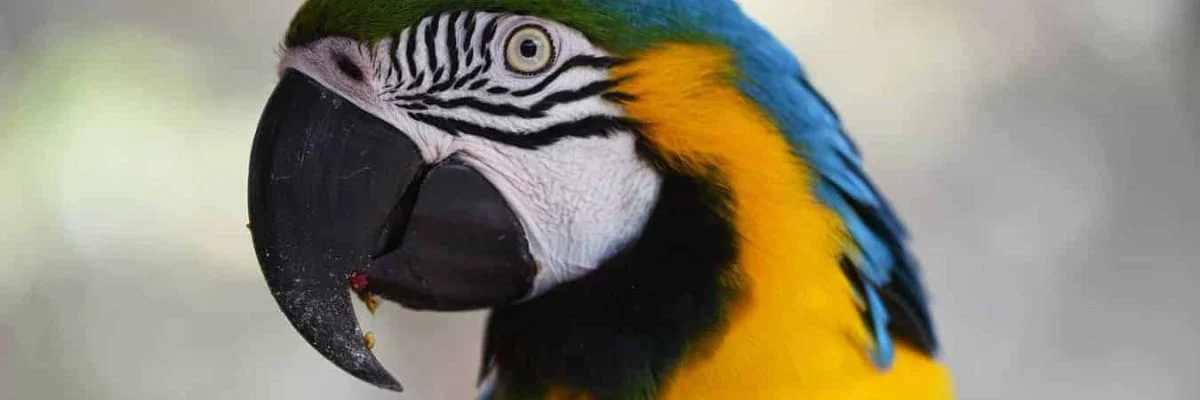blue and gold macaw