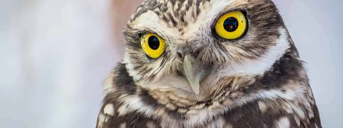 burrowing owl in florida