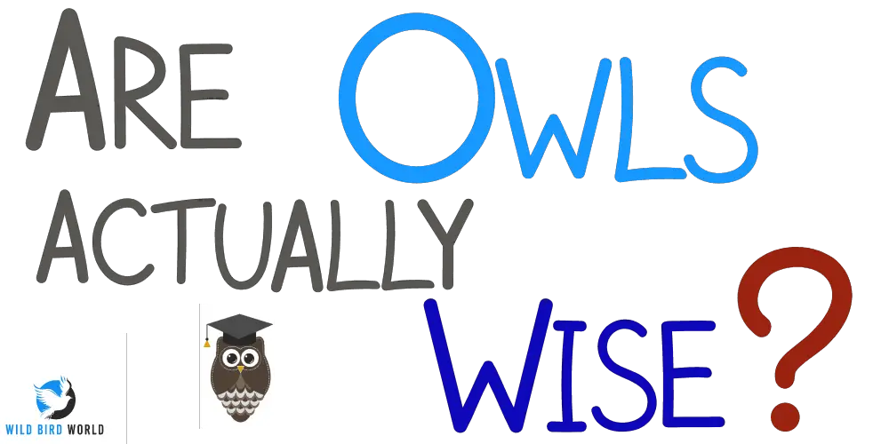 Are owls wise?