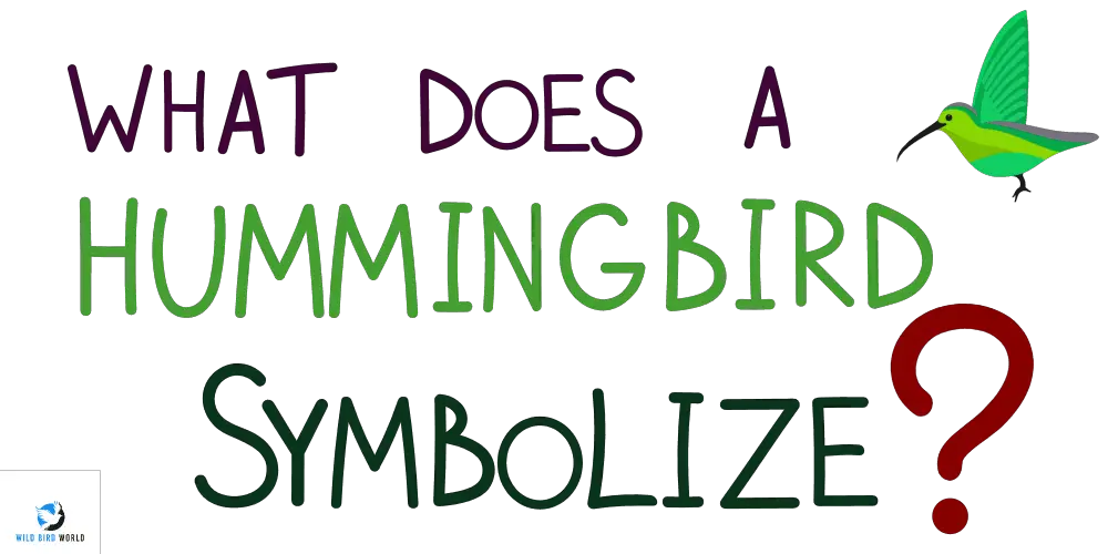 what does it mean to see a hummingbird?