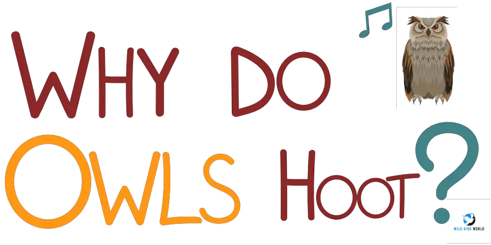 why do owls hoot