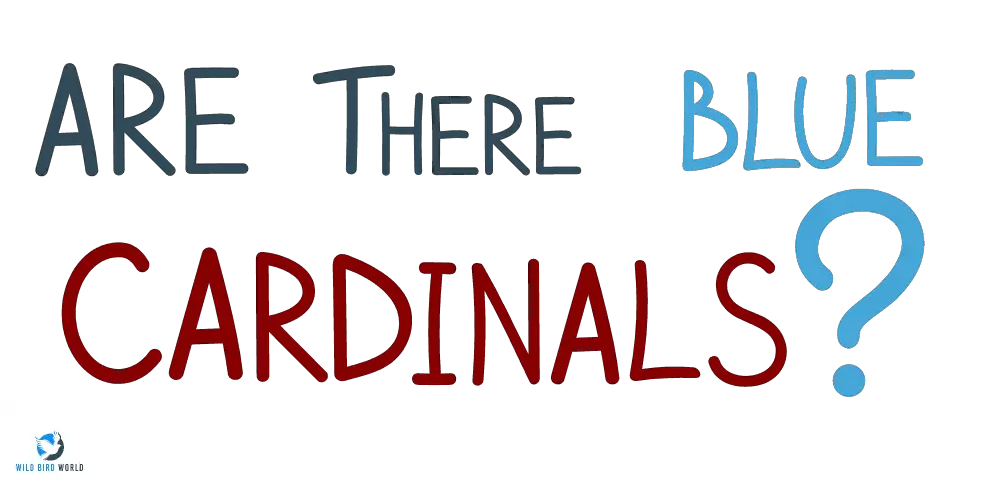 are there blue cardinals