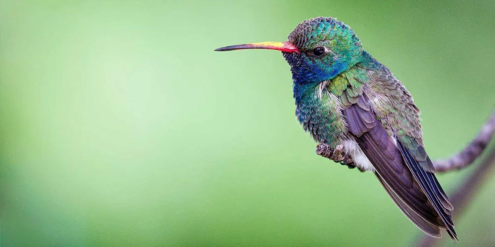 philip-brown-EinKdyLyK98-unsplash broad-billed hummingbird
