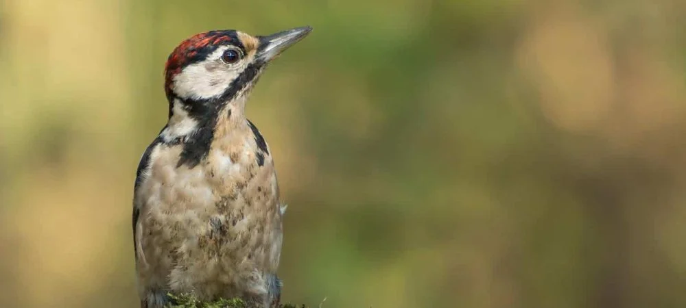 Woodpeckers in Alabama