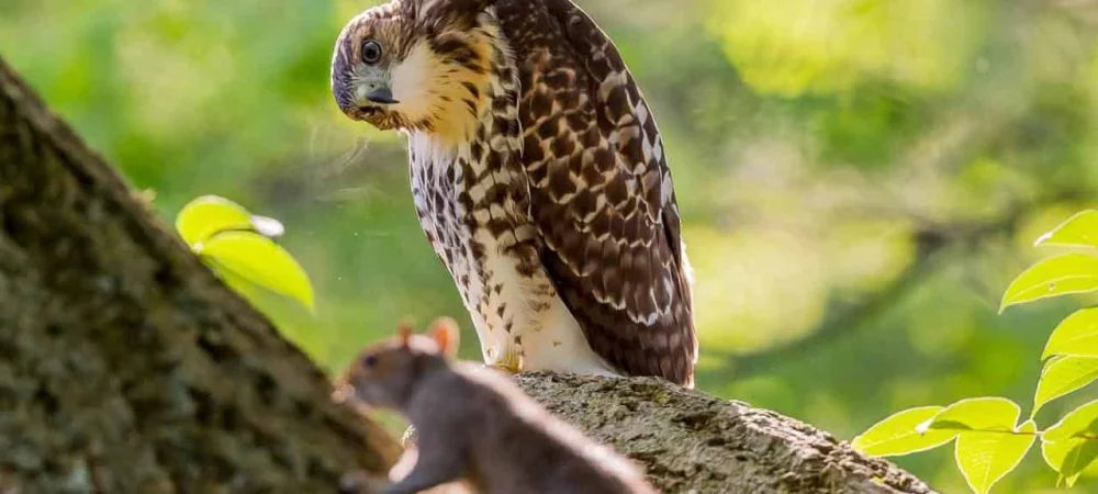 Hawks in Idaho