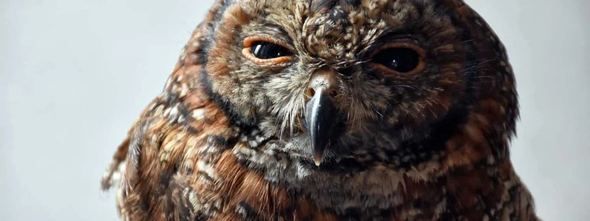 owls in iowa