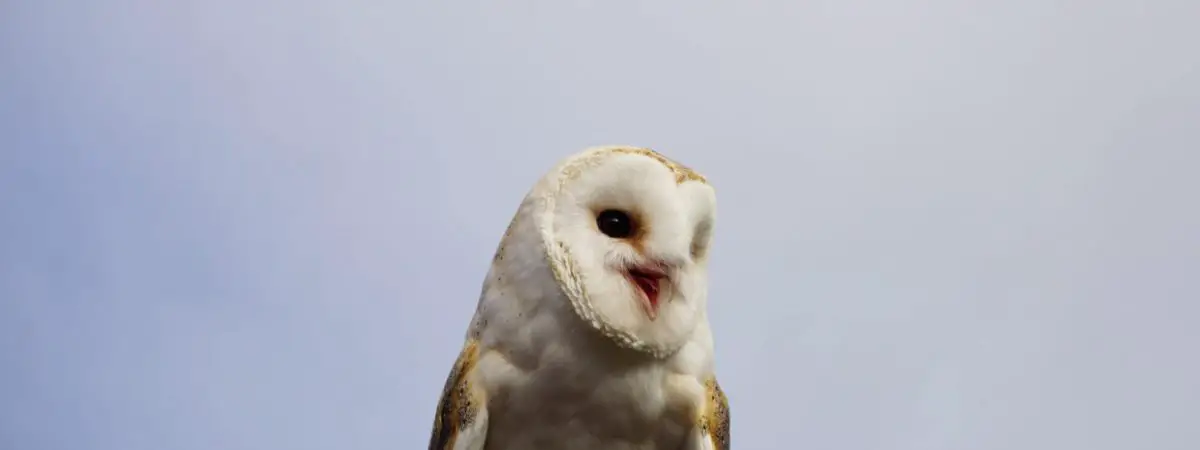 owls in south Carolina