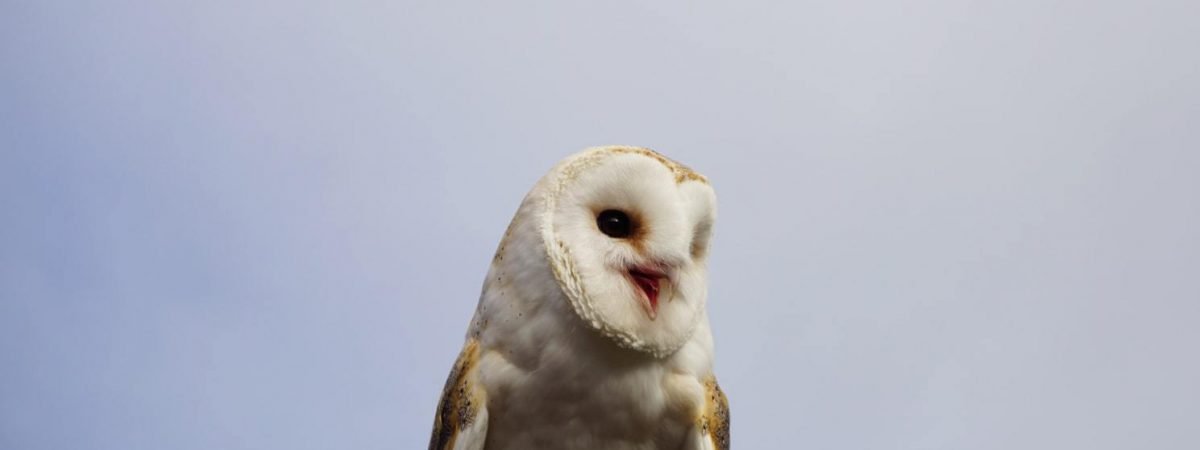 owls in south Carolina