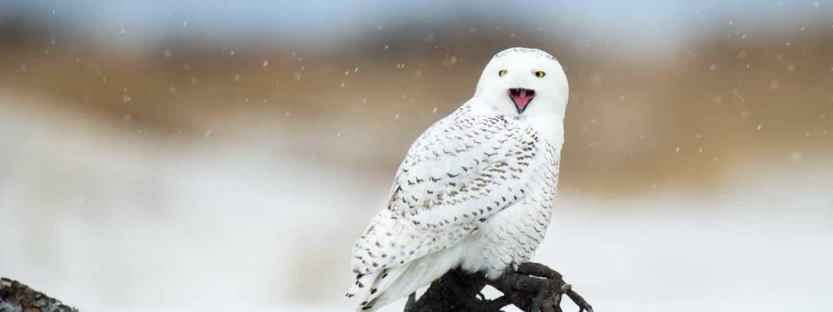 photo-1514819121162-8f4345eb8fb7 owls in washington