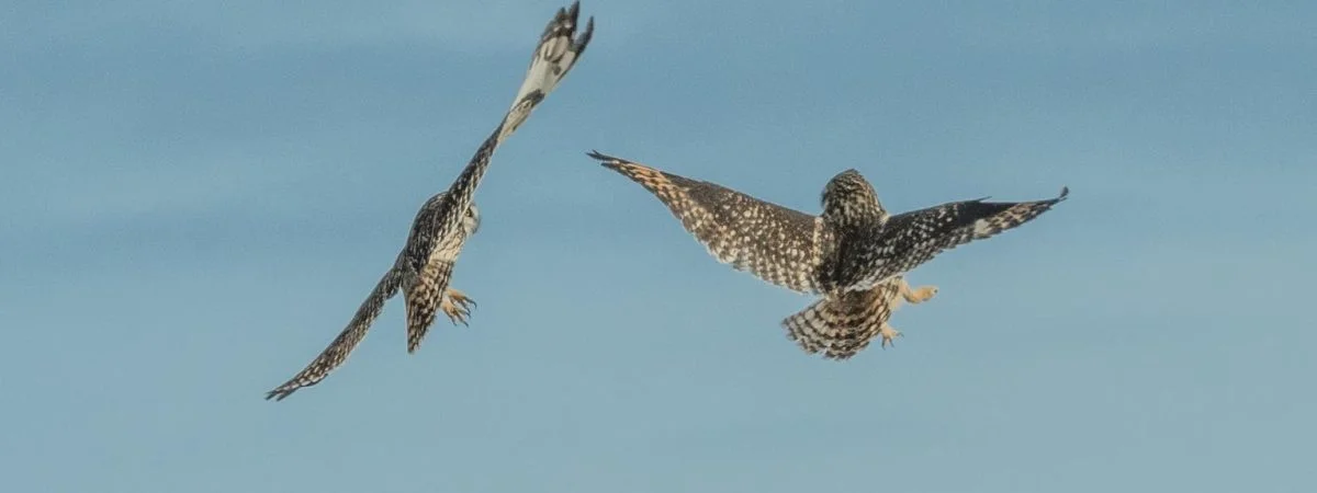 owls in Wisconsin