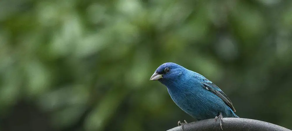 North American Bird with Blue Bellies