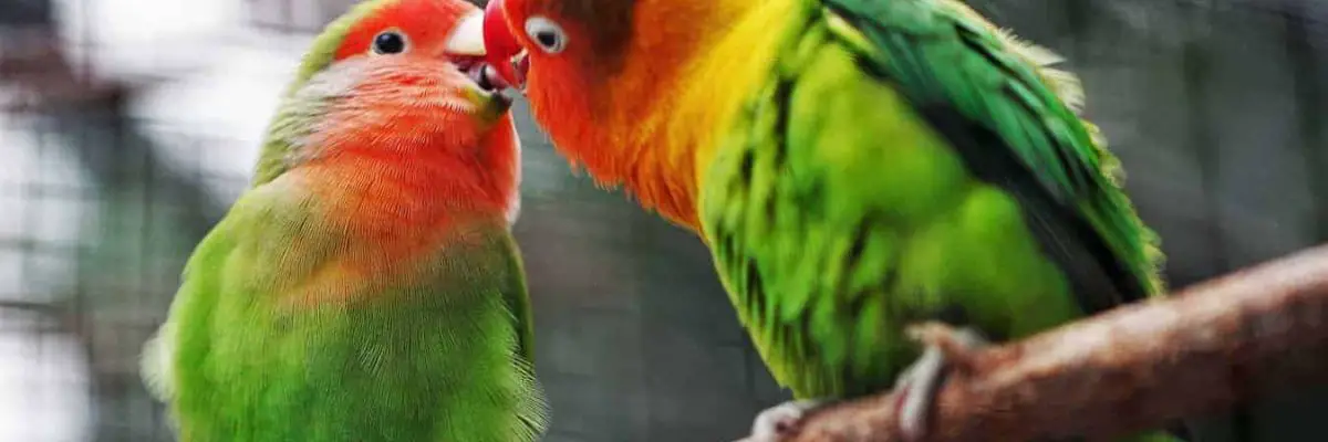 How Much Does a Pet Bird Cost? - Wild Bird World
