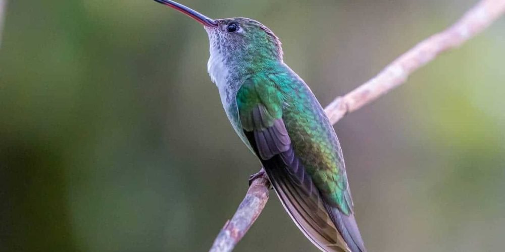 hummingbird sleeping