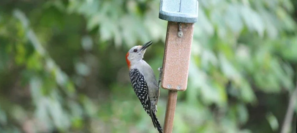 woodpeckers in indiana