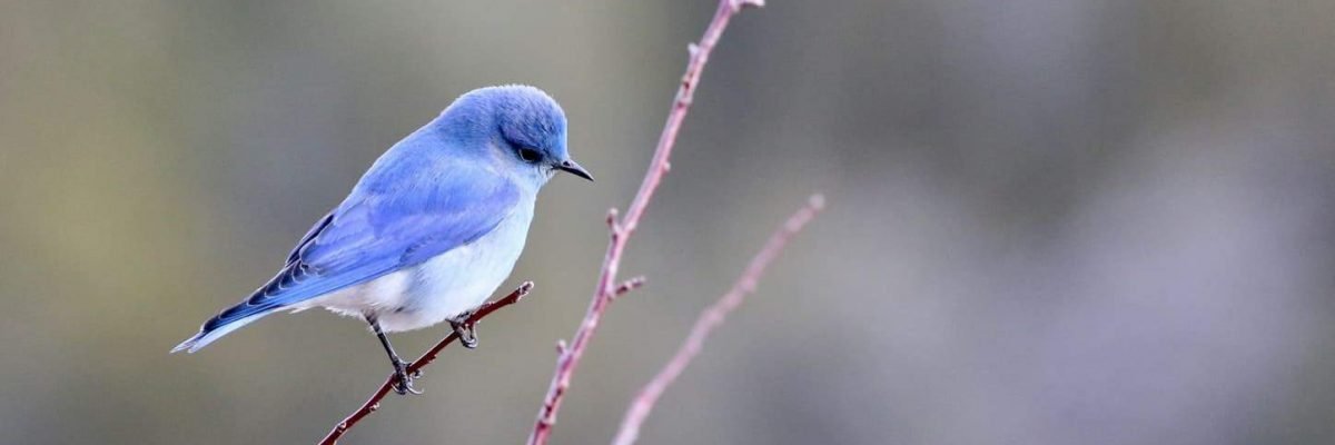 wildbird mountain bluebird