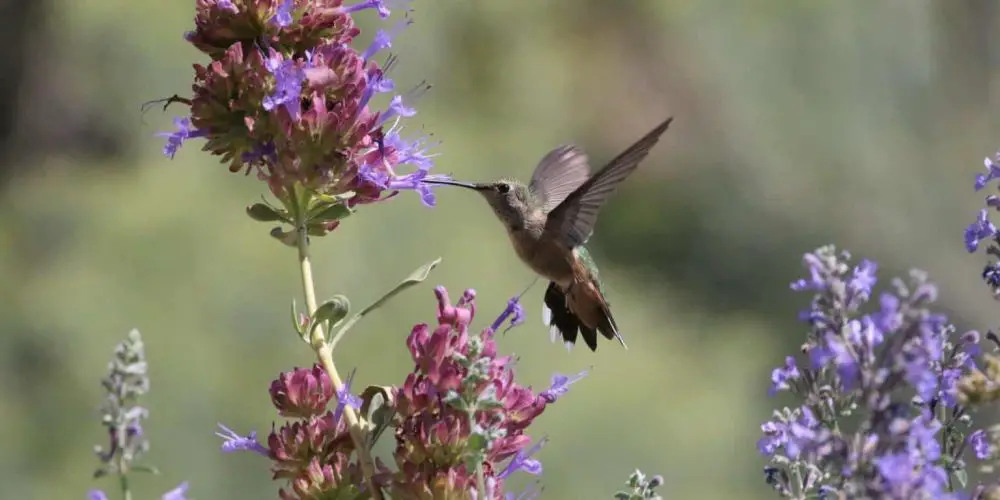 hummingbird in illinois