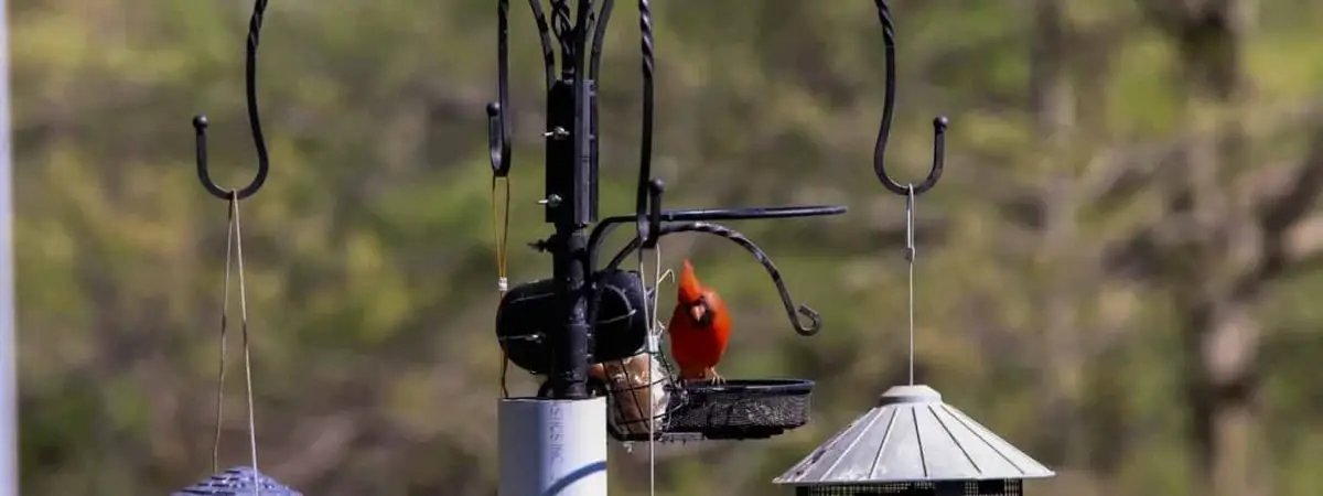 more birds bird feeder pole