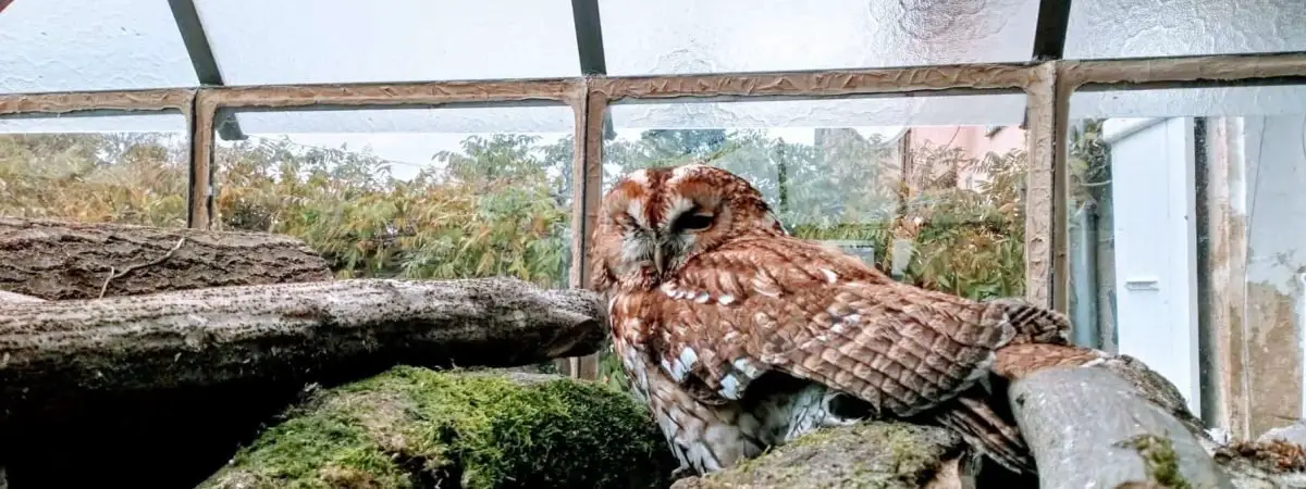 owls in oregon