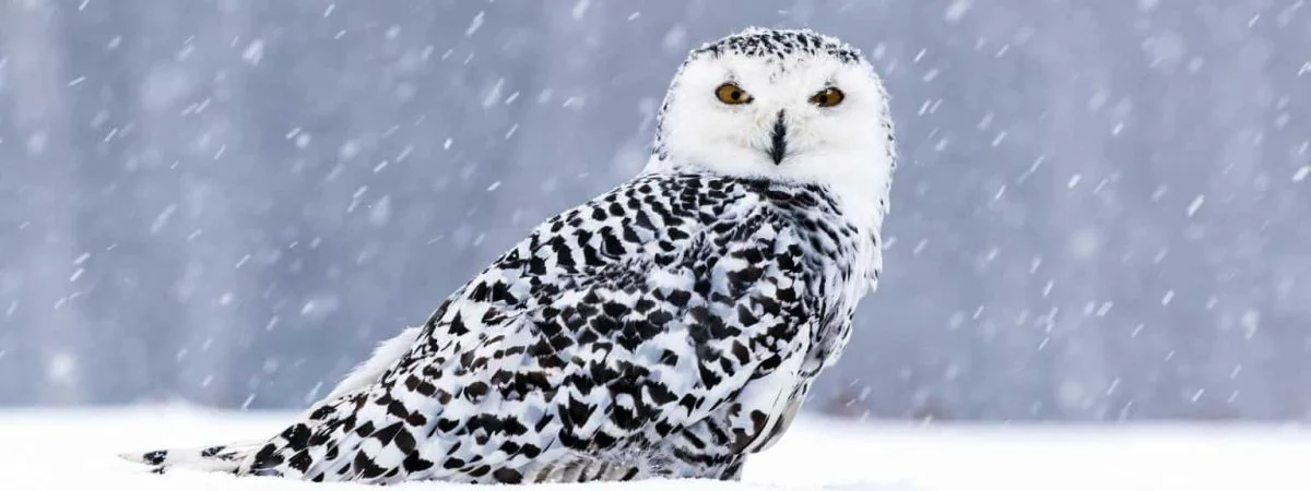 owls in alaska