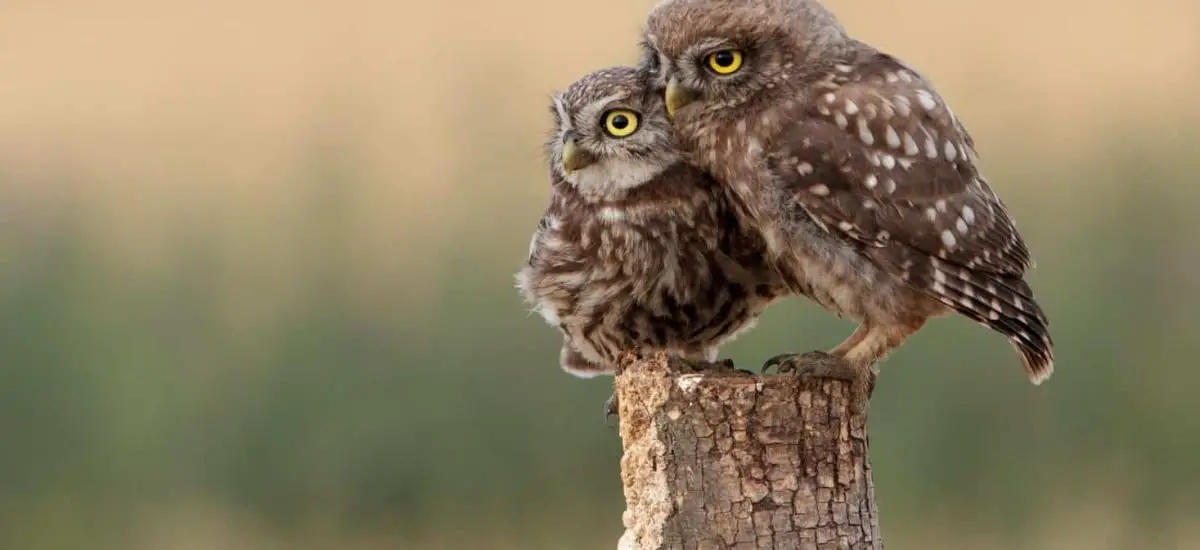 owls in Louisiana