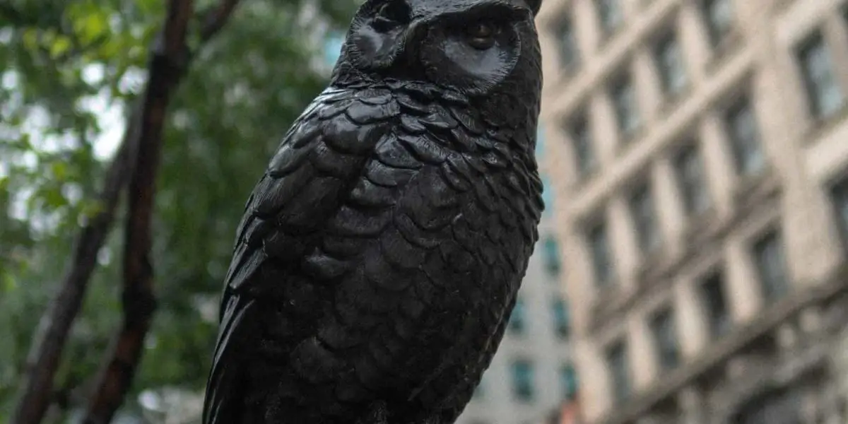 owls in new york