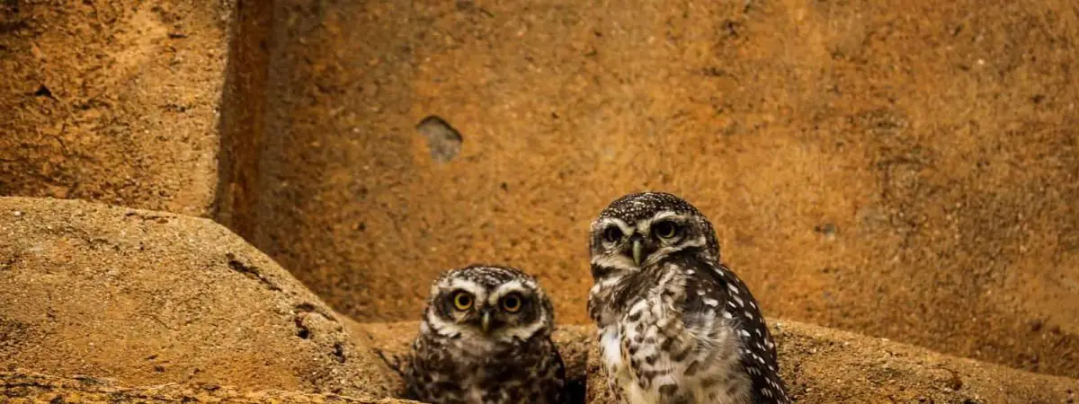 Owls in New Hampshire