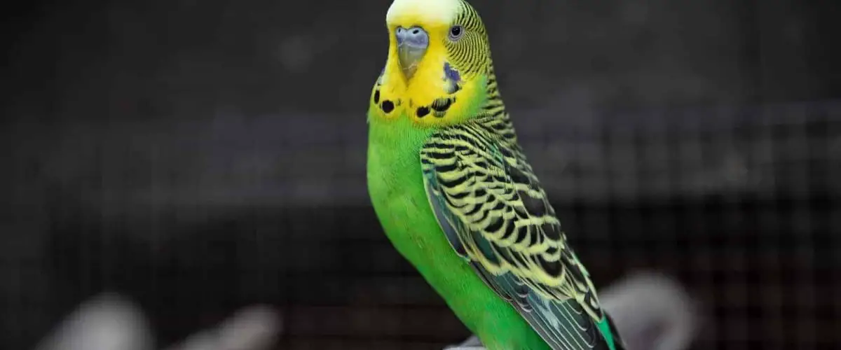 What Is The Best Pet Bird For Beginners Wild Bird World