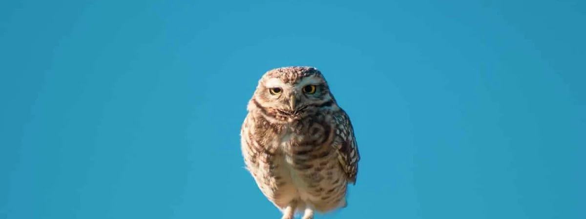 owl